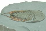Lower Cambrian Trilobite (Neltneria) - Issafen, Morocco #222421-2